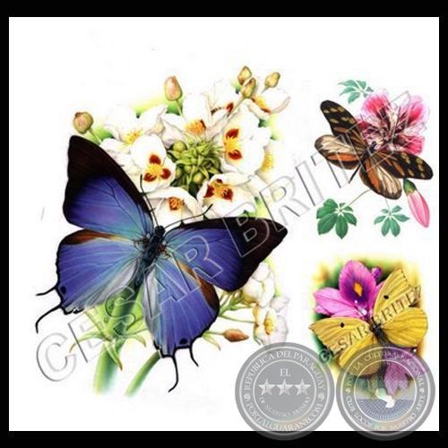 MARIPOSAS - Ilustración de César Brítez